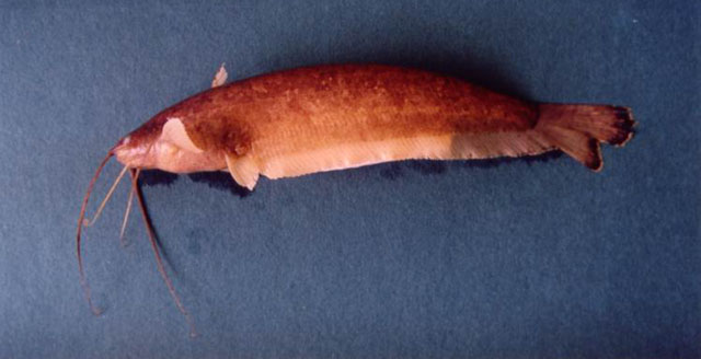 (Silurichthys) Род СИЛУРИХТЫ 8 видов